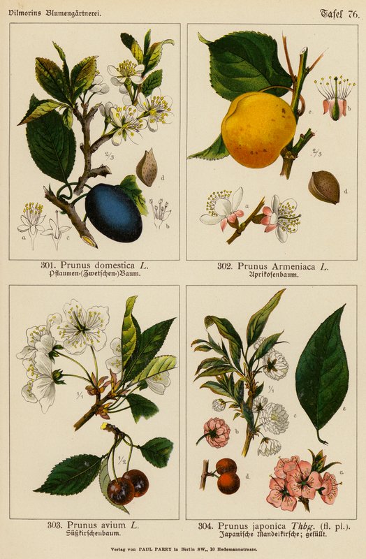 Prunus Domestica, Prunus Armeniaca, Prunus Avium, Prunus Japonica by (after) German School