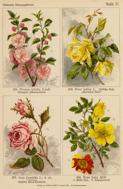 Prunus Triloba, Rosa Indica, Rosa Centifolia, Rosa Lutea by (after) German School