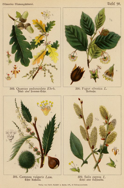 Quercus Pedunculata, Fagus Silvatica, Castanea Vulgaris, Salix Caprea by (after) German School