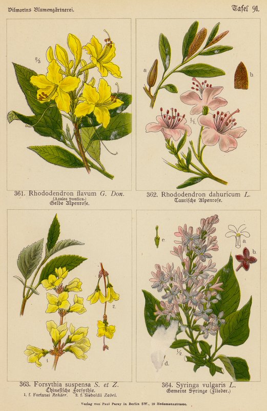 Rhododendron Flavum, Rhododendron Dahuricum, Forsythia Suspensa, Syringa Vulgaris by (after) German School