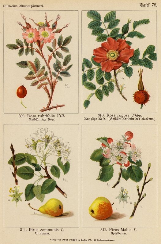 Rosa Rubrifolia, Rosa Rugosa, Pirus Communis, Pirus Malus by (after) German School