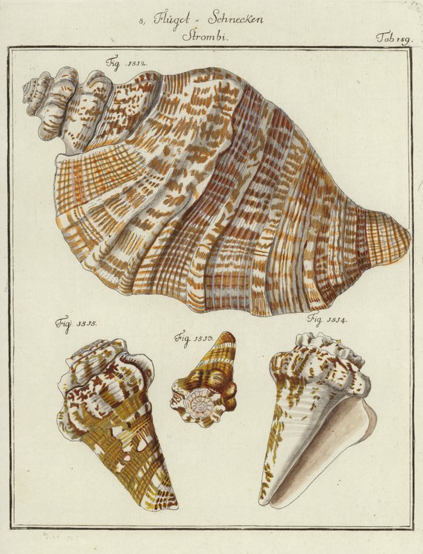 Shells by (after) German School