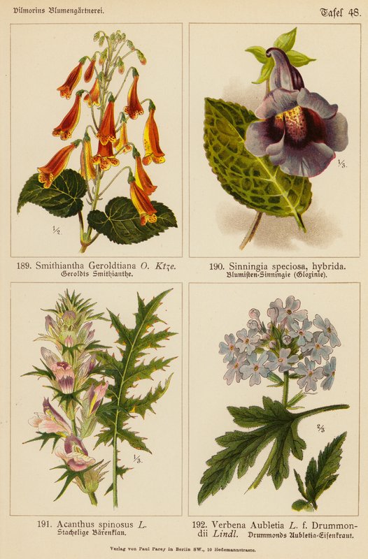 Smithiantha Geroldtiana, Sinningia Speciosa, Acanthus Spinosus, Verbena Aubletia by (after) German School