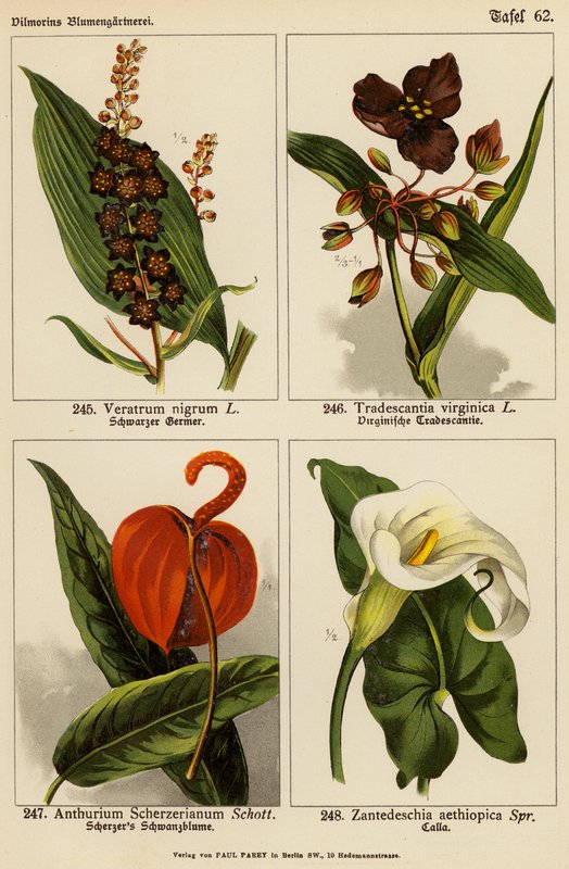 Veratrum Nigrum, Tradescantia Virginica, Anthurium Scherzerianum, Zantedeschia Aethiopica by (after) German School