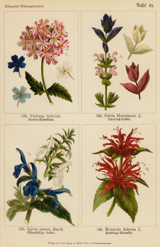 Verbena Hybrida, Salvia Horminum, Salvia Patens, Monarda Didyma by (after) German School