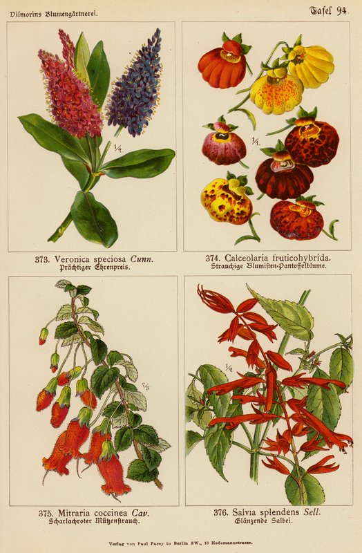 Veronica Speciosa, Calceolaria Fruticohybrida, Mitraria Coccinea, Salvia Splendens by (after) German School