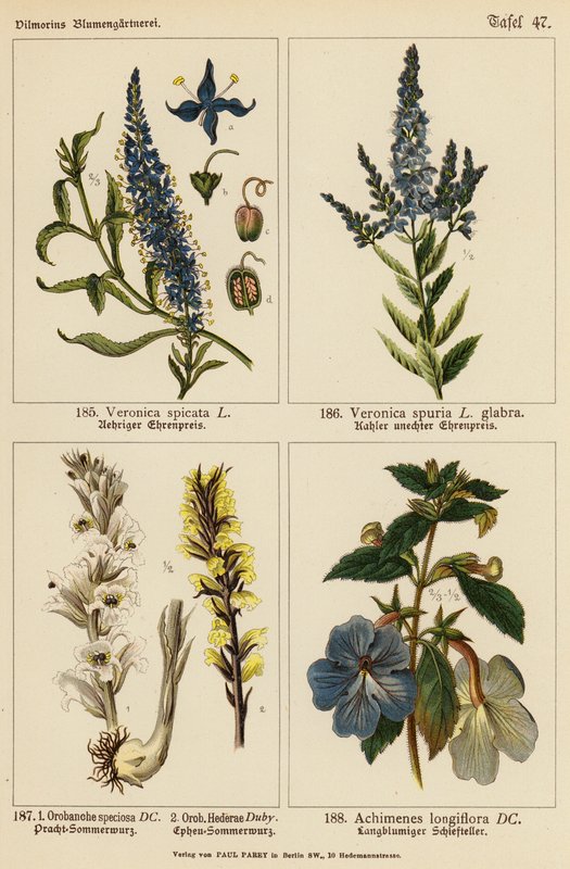 Veronica Spicata, Veronica Spuria, Orobanche Speciosa, Orobanche Hederae, Achimenes Longiflora by (after) German School
