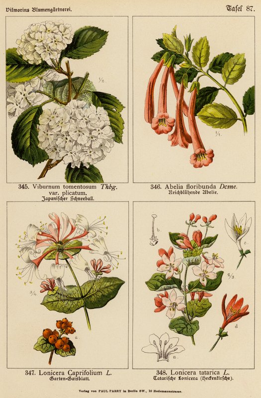 Viburnum Tomentosum, Abelia Floribunda, Lonicera Caprifolium, Lonicera Tatarica by (after) German School