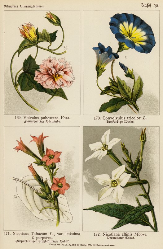 Volvulus Pubescens, Convolvulus Tricolor, Nicotiana Tabacum, Nicotiana Affinis by (after) German School