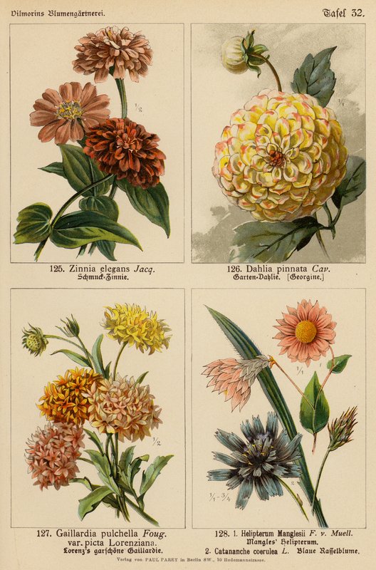 Zinnia Elegans, Dahlia Pinnata, Gaillardia Pulchella, Helipterum Manglesii, Catananche Coerulea by (after) German School