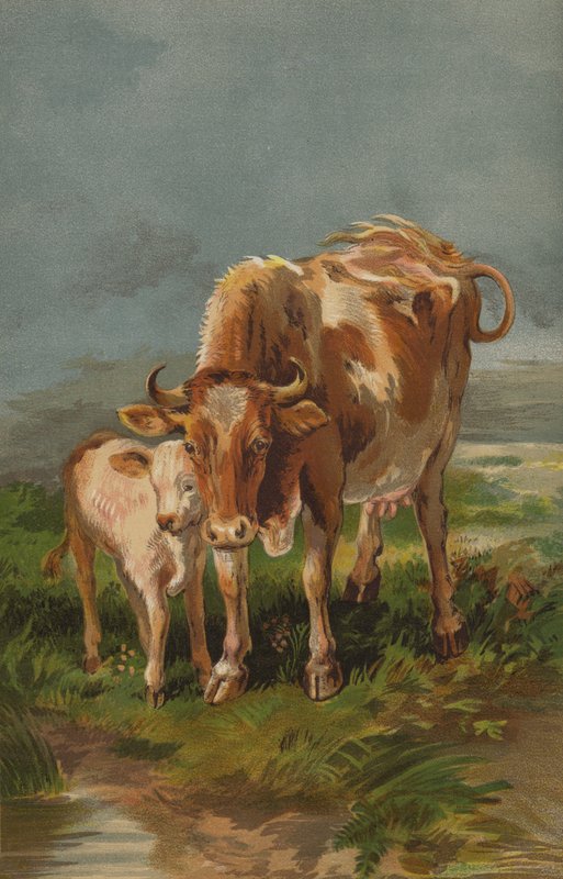 Alderney Cow and Calf by English School