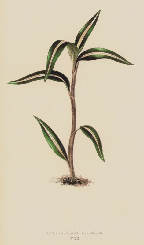 Anoectochilus Striatus by English School