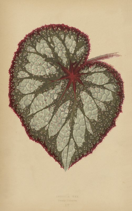 Begonia Rex, Variety Nebulosa by English School