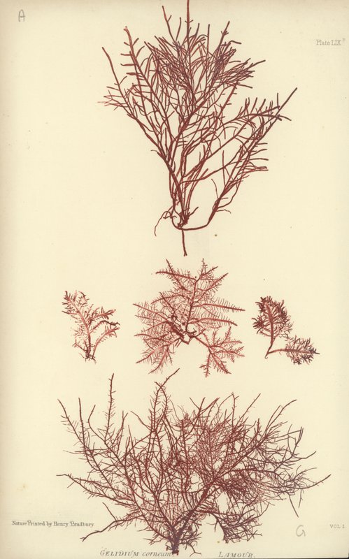 British Sea-Weed by English School