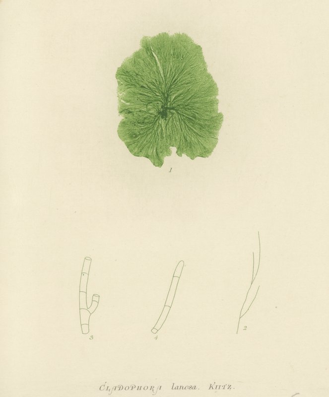 British Sea-Weed by English School