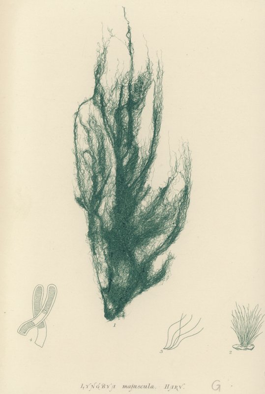 British Sea-Weed by English School