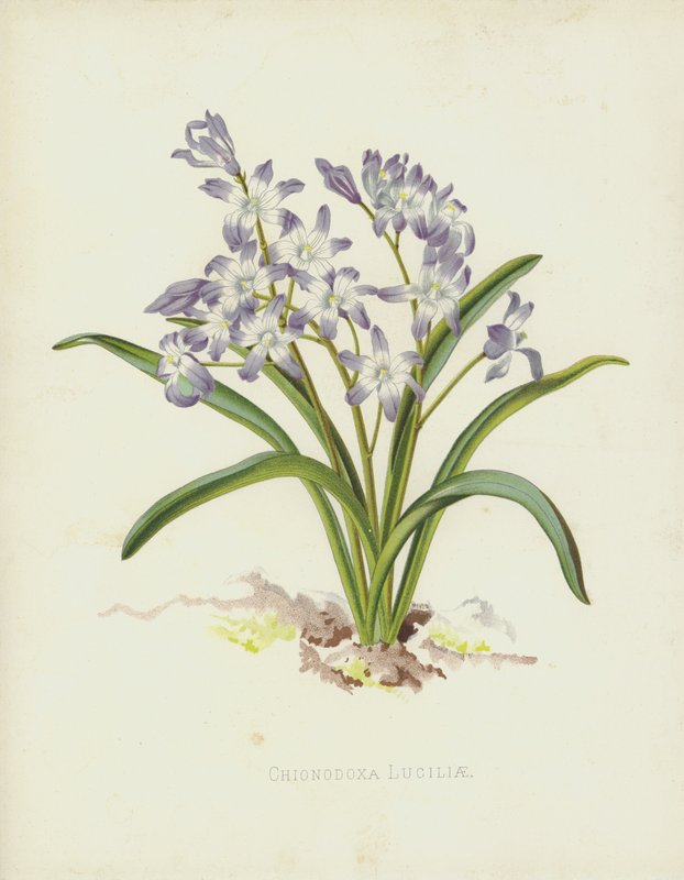 Chionodoxa Luciliae by English School