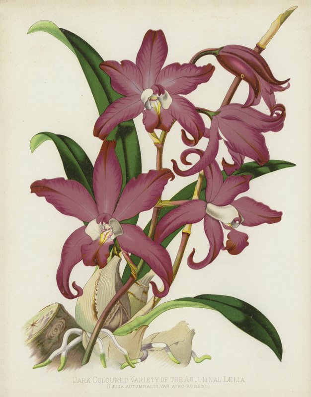 Dark-Coloured Variety of the Autumnal Laelia by English School