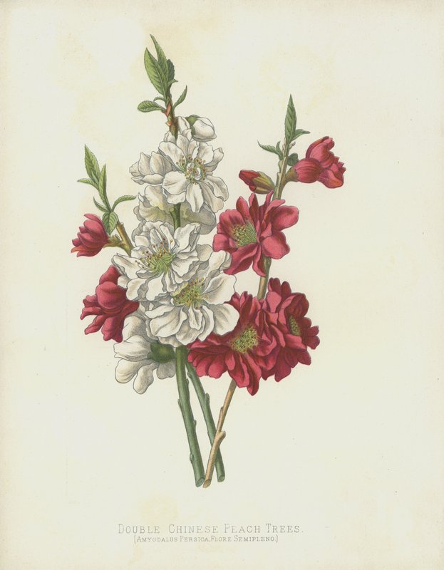 Double Chinese Peach Trees, Amygdalus Persica var. Flore Semipleno by English School
