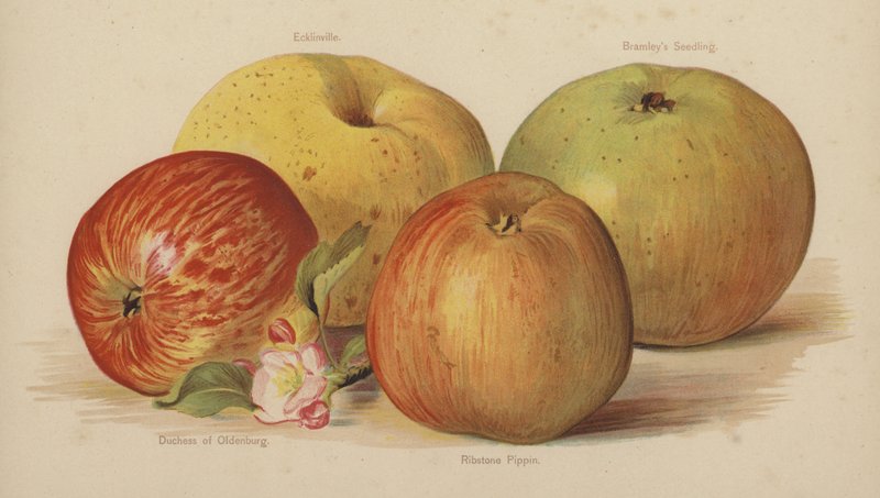Ecklinville, Bramleys Seedling, Duchess of Oldenburg, Ribstone Pippin by English School