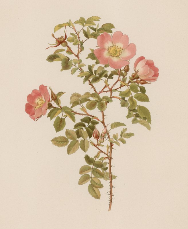 English Rose by English School