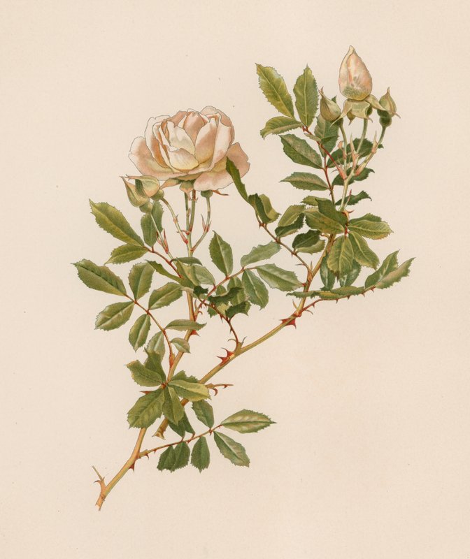 English Rose by English School