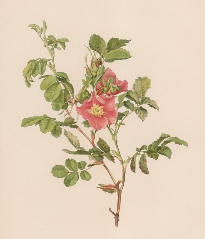 English Rose by English School