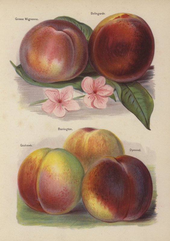 Grosse Mignonne, Bellegarde, Goshawk, Barrington, Dymond by English School
