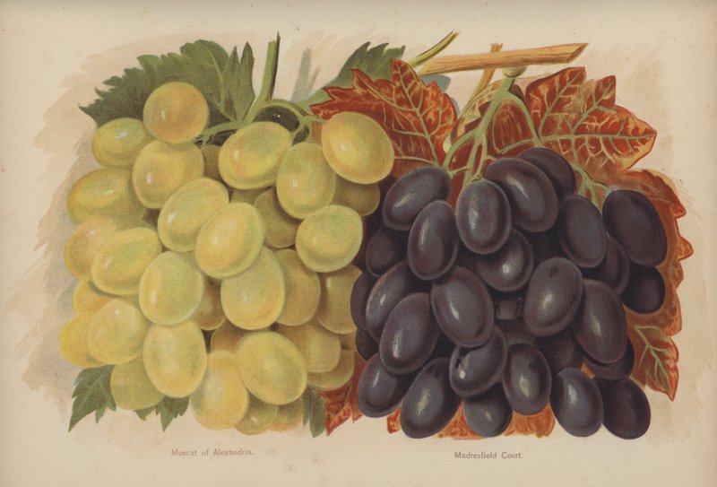 Muscat of Alexandria, Madresfield Court by English School