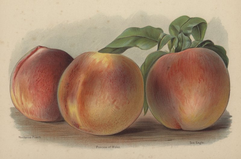 Nectarine Peach, Princess of Wales, Sea Eagle by English School