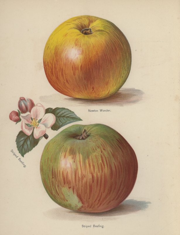 Newton Wonder, Striped Beefing by English School