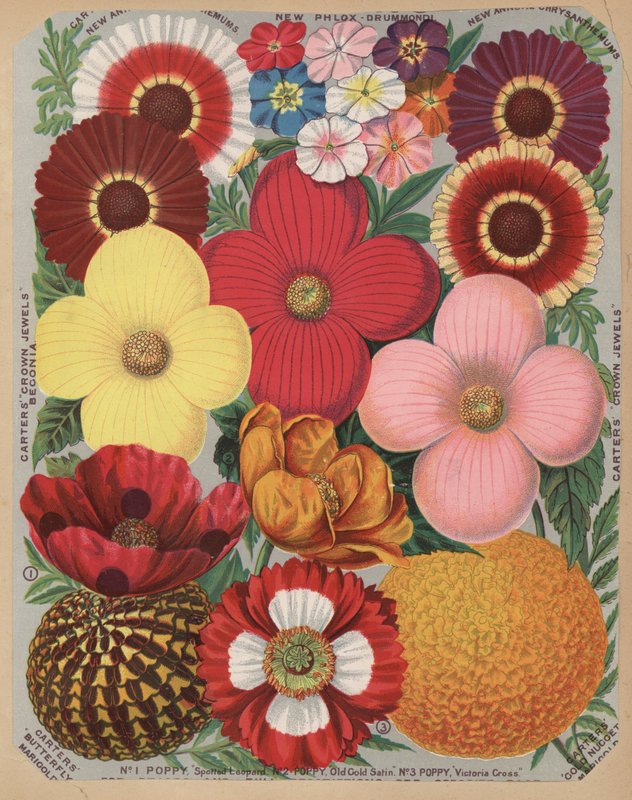 Page from flower catalogue by English School
