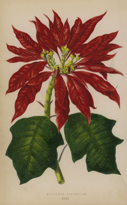 Poinsettia Pulcherrima by English School