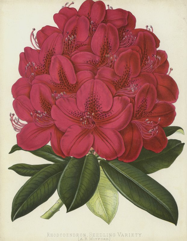 Rhododendron, Seedling Variety, A B Mitford by English School