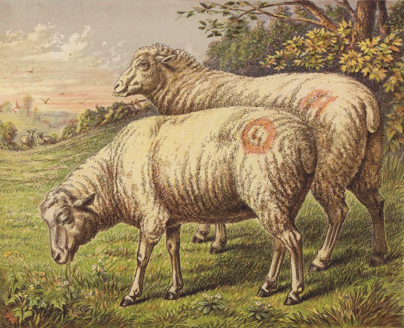 Sheep by English School