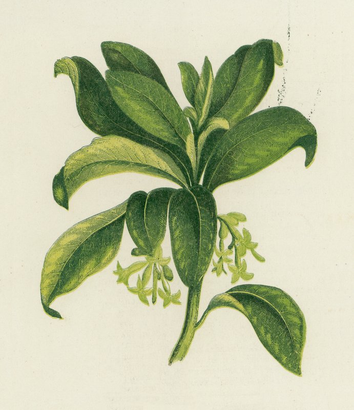 Spurge Laurel by English School