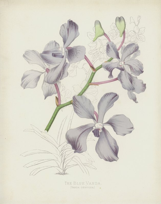 The Blue Vanda by English School