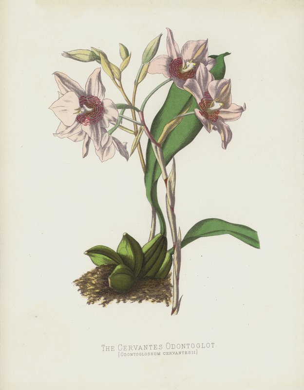The Cervantes Odontoglot, Odontoglossum Cervantesii by English School