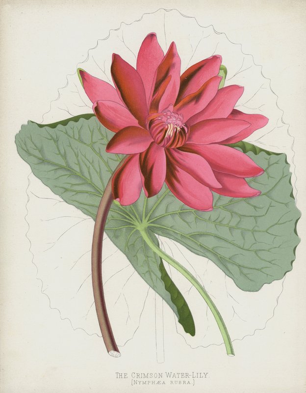 The Crimson Water-Lily by English School