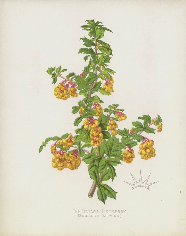 The Darwin Berberry by English School