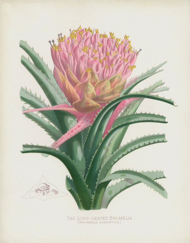 The Long-Leaved Bromelia by English School