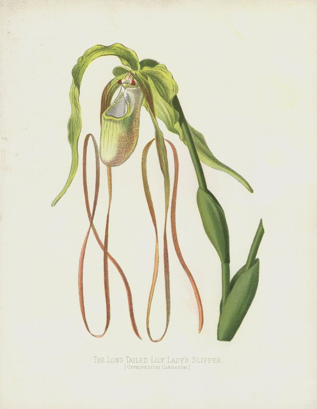 The Long-Tailed Lady