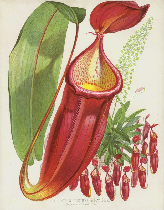 The Red Nepenthes, Nepenthes Sanguinea by English School