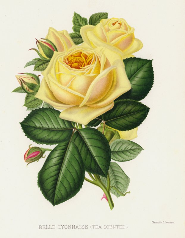 The Rose Garden: Belle Lyonnaise, Tea Scented by English School