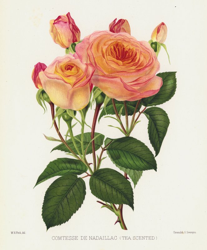 The Rose Garden: Comtesse De Nadaillac, Tea Scented by English School