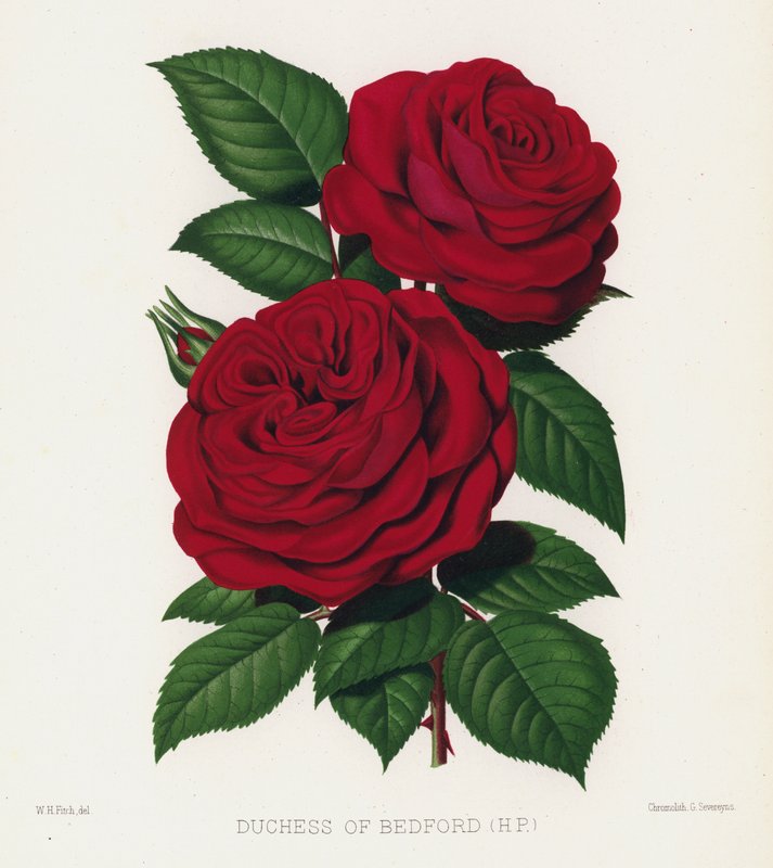 The Rose Garden: Duchess of Bedford, HP by English School