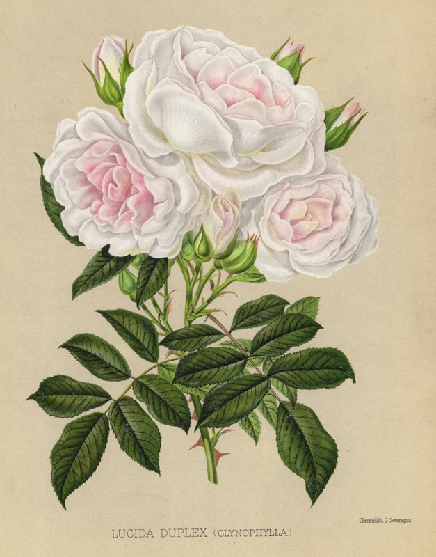 The Rose Garden: Lucida Duplex, Clynophylla by English School