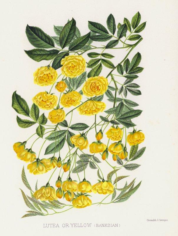 The Rose Garden: Lutea or Yellow, Banksian by English School
