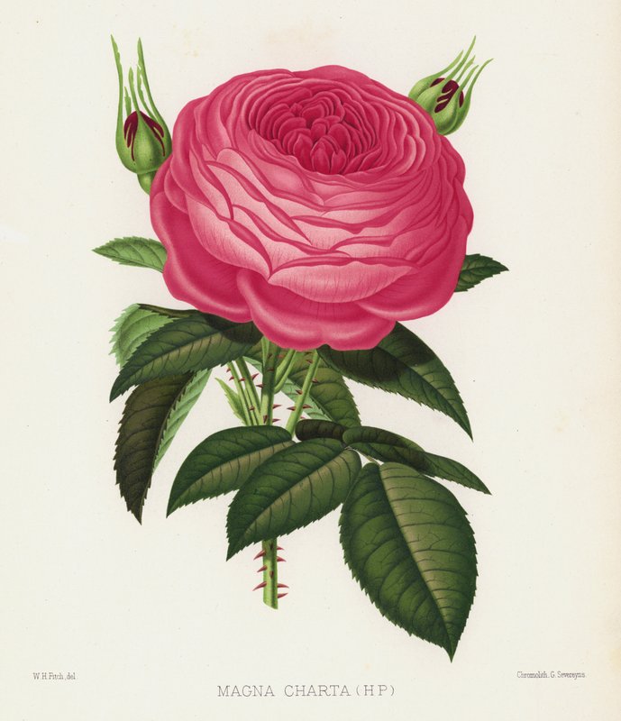 The Rose Garden: Magna Charta, HP by English School
