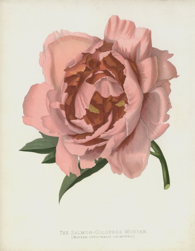 The Salmon-Colored Moutan, Moutan Officinalis var. Salmonea by English School